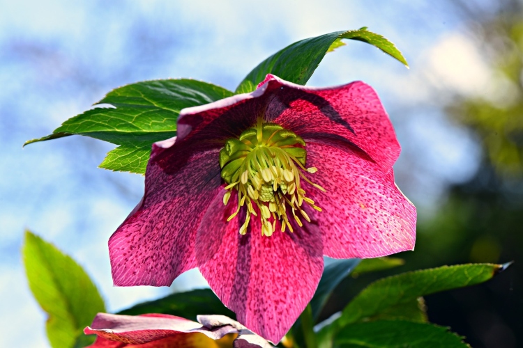 pink hellebore bloom