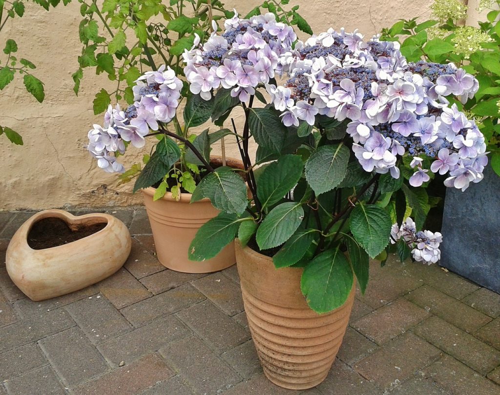 closeup of hydrangea