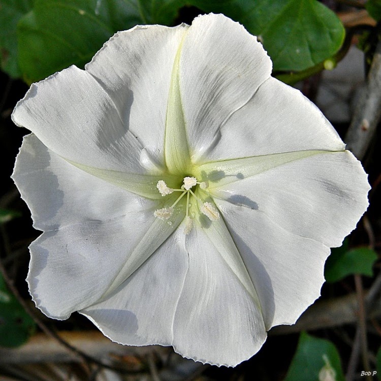 18 Night-Blooming Flowers for Your Moon Garden