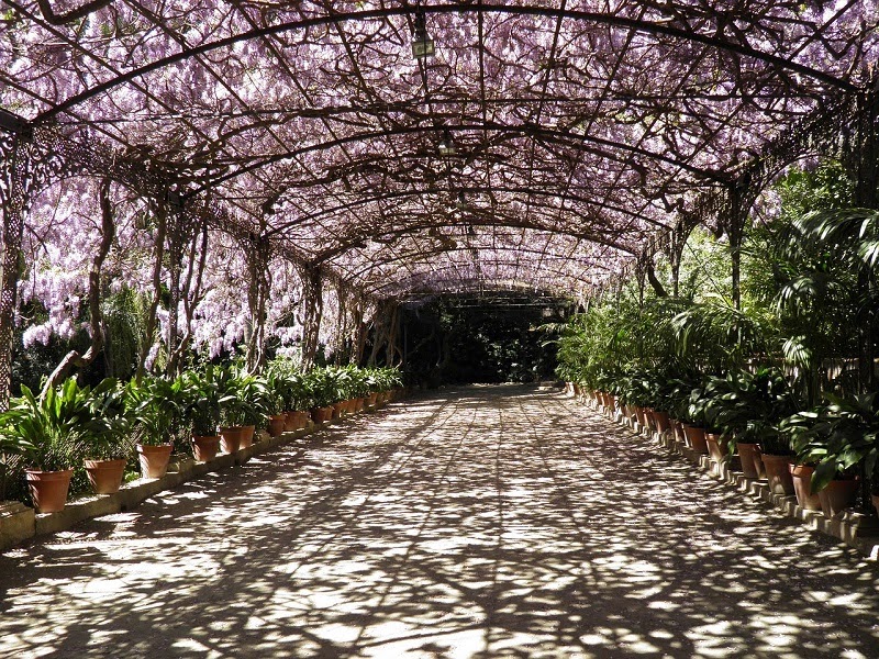 Arched pergola covered in wisteria vines
