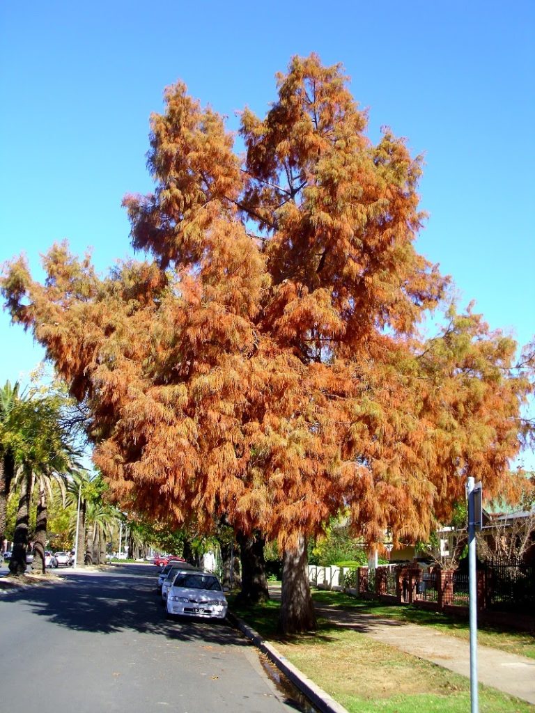 bald cypress tree in fall colors