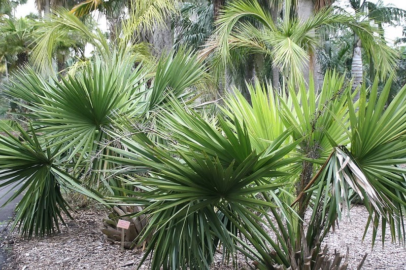 closeup of the dwarf palmetto plant