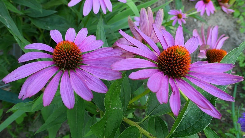 close up of purple coneflower blooms
