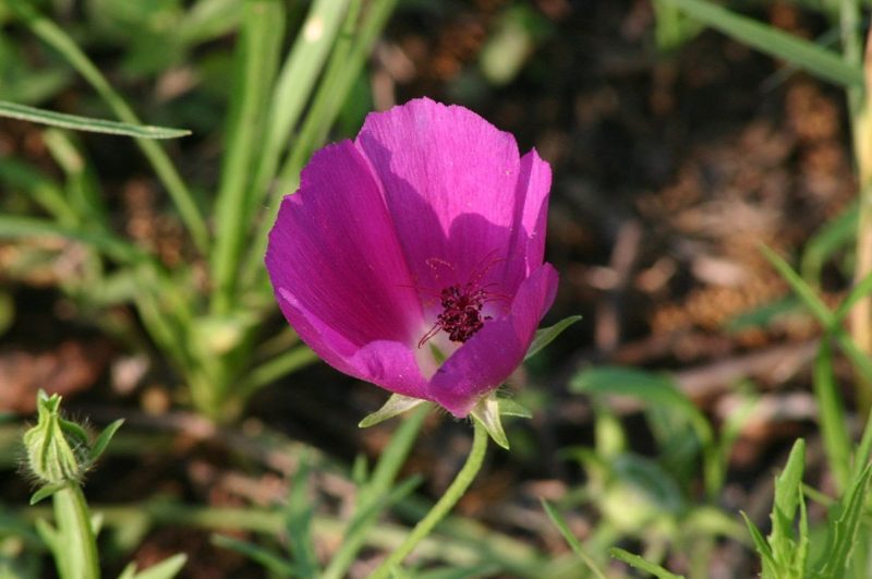 purple winecup flower