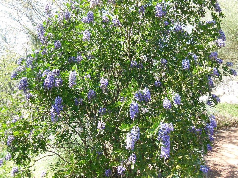 Texas mountain laurel plant