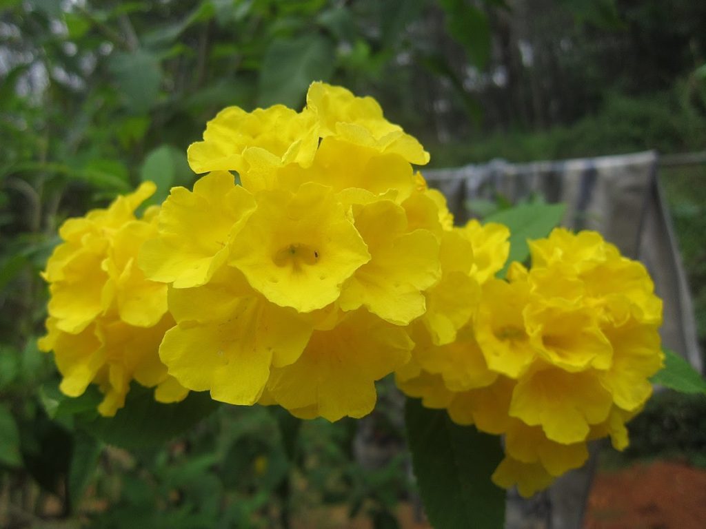 close up of yellow bells flowers