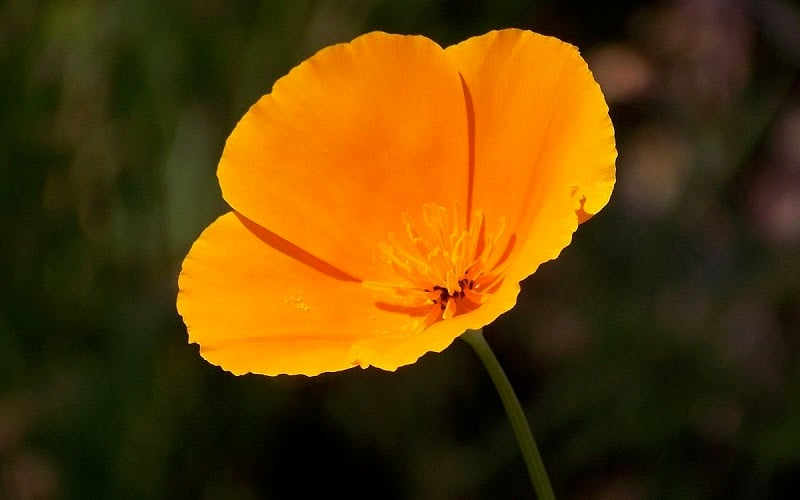 close up of a bright orange California poppy flower