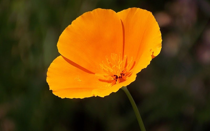 close up of a bright orange California poppy flower