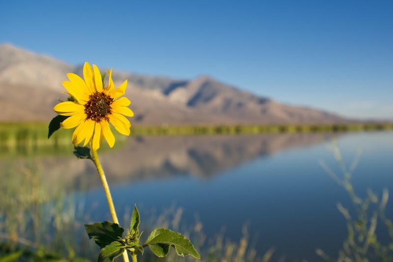 small yellow bush sunflower bloom