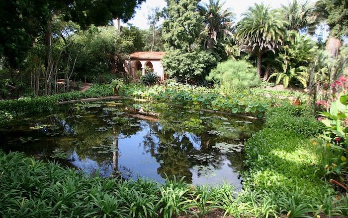 Large water garden surrounded by aquatic plants