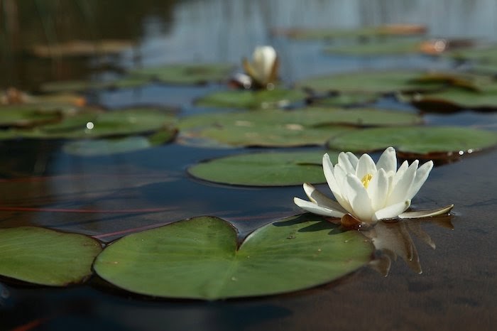 Single water lily floating on water surrounded by lily pads