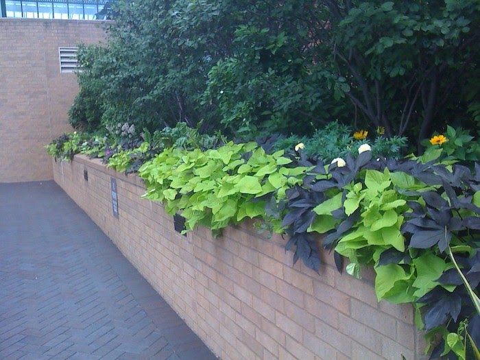 Brick retaining wall supports raised bed of flowers and shrubs