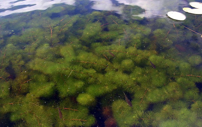 Cabomba plant growing below the water's surface