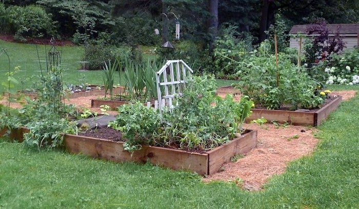 Raised vegetable garden beds with wood retaining walls