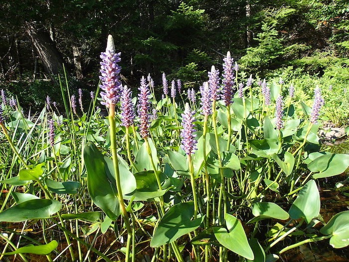 Pickerel weed growing in one large mass