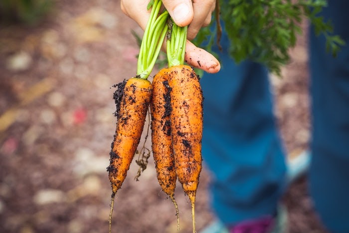 Close up of hand holding three harvested carrots 