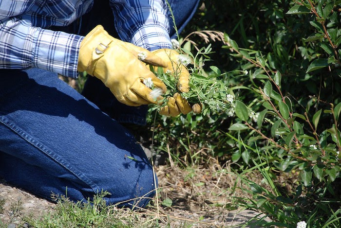 Gardener wearing yellow garden gloves pulls green weeds
