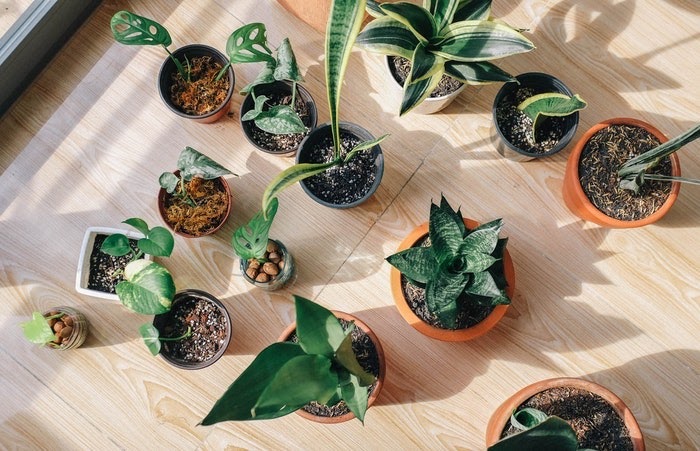 High angle shot of several indoor plants sitting on the floor