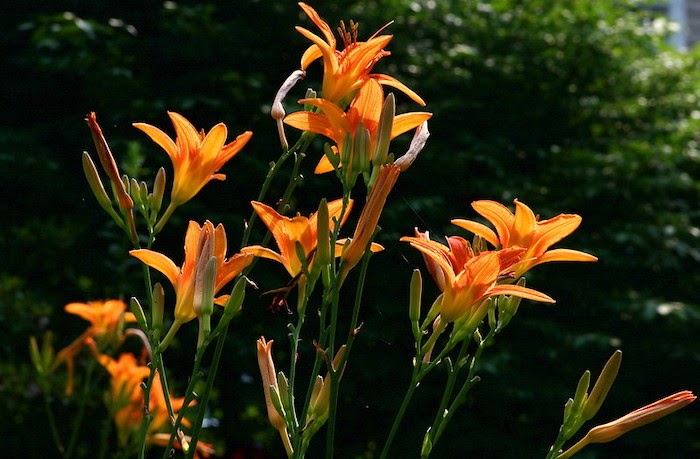 Low angle shot of orange daylily flowers
