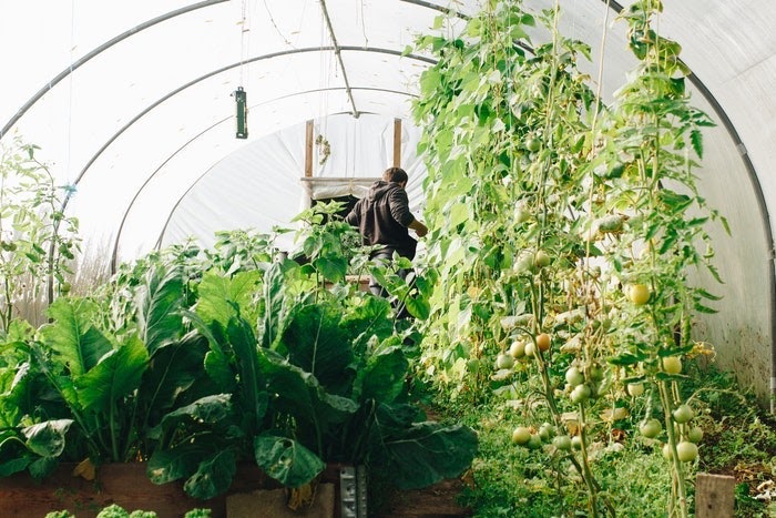 Inside a large greenhouse