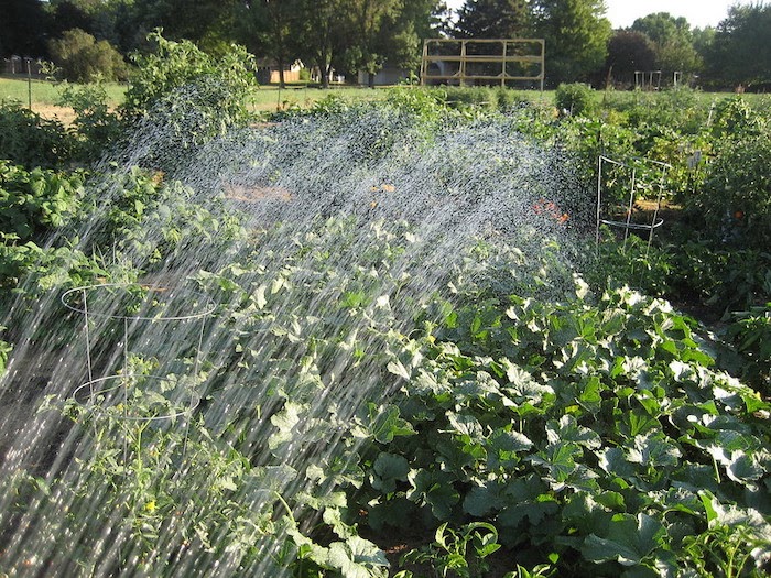 A sprinkler system waters a large vegetable garden