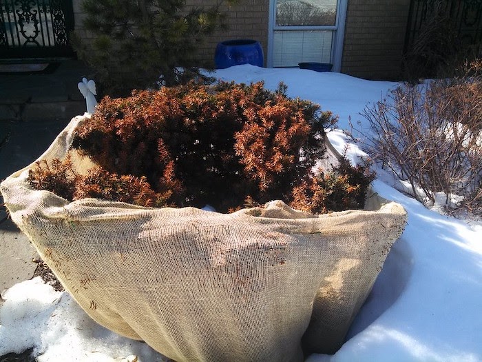 A covered brown bush is protected from the surrounding snow