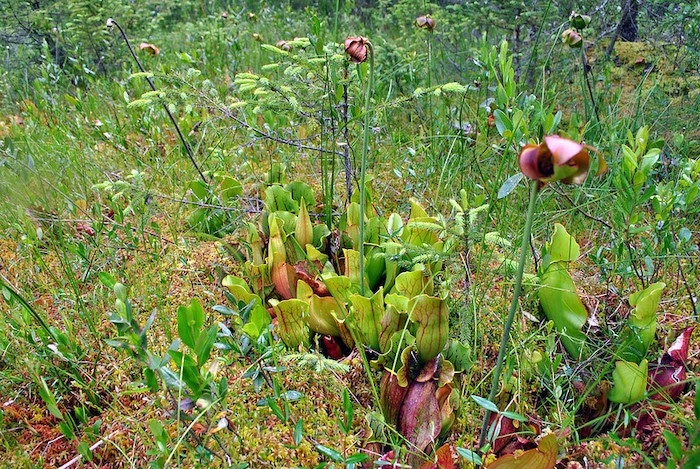 Purple pitcher plant growing in grassy bog area