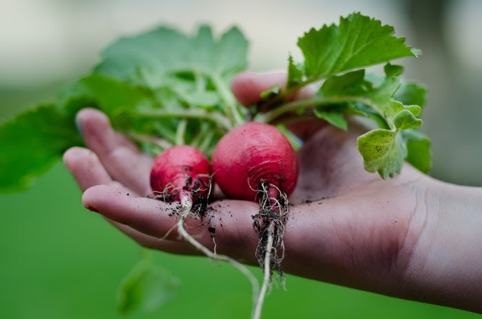 A hand holds two harvested radishes