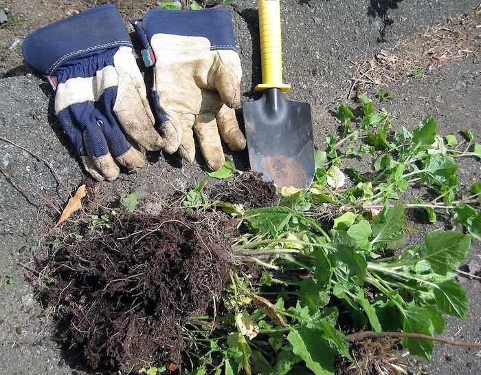 Garden gloves, trowel, and a pile of weeds lie on a gray impervious surface