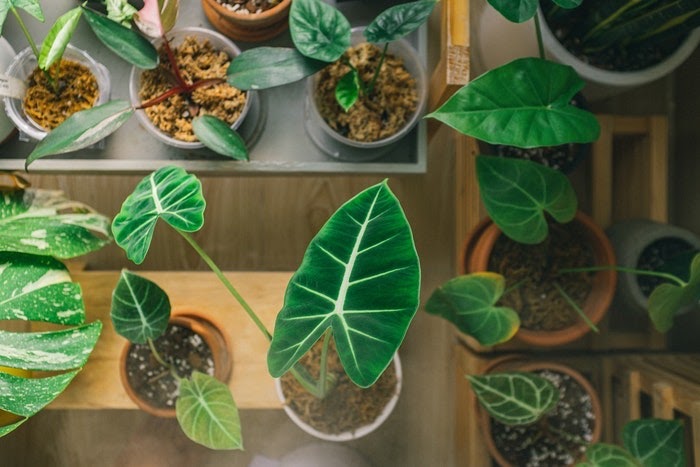 High angle view of several green leafed houseplants