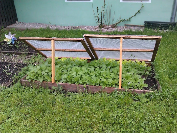 An open cold frame reveals a thriving vegetable bed
