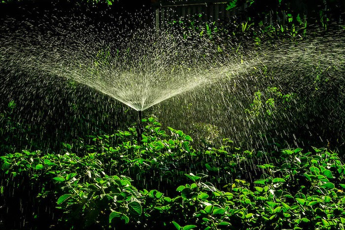 A garden sprinkler waters dark green foliage