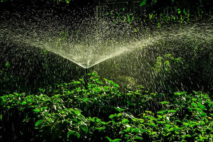 A garden sprinkler waters dark green foliage