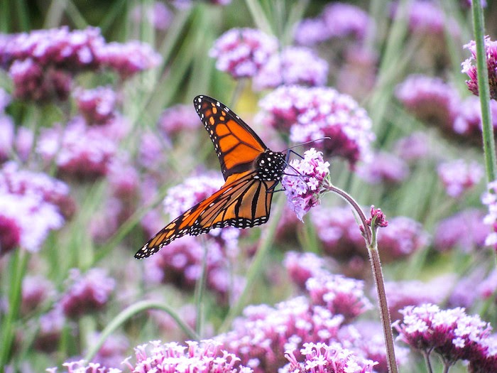 Monarch butterfly on milkweed