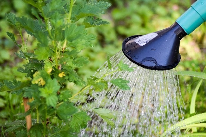 Close up of a watering can watering a green plant