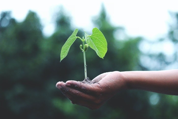 A hand holds a small growing plant