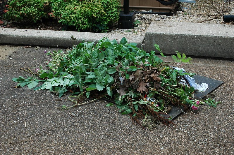 Pile of dark green weeds