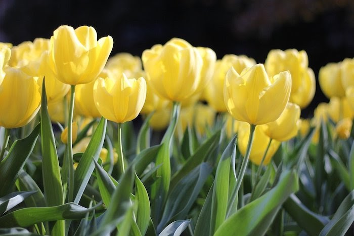 Low angle of bright yellow tulips with dark green stems