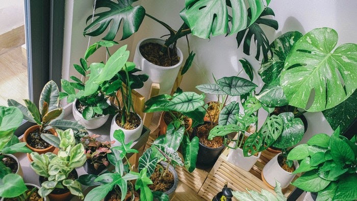 Several green leafed houseplants stand in the corner of a room