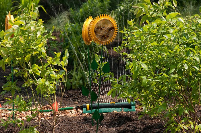 A sprinkler system sprays a vegetable garden with water