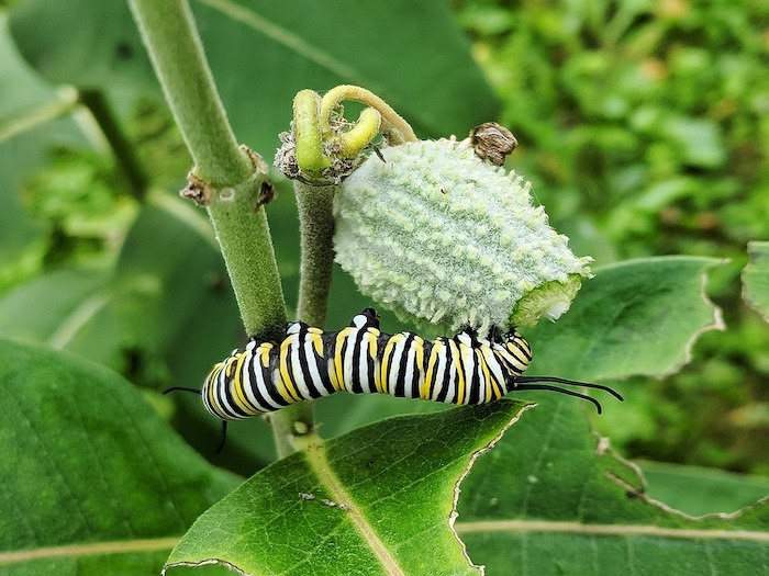 Monarch caterpillar on common milkweed