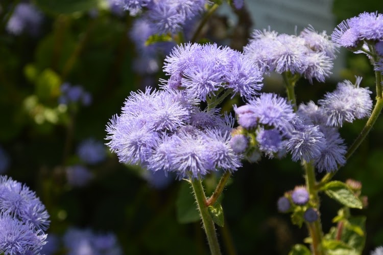 lavender ageratum plant