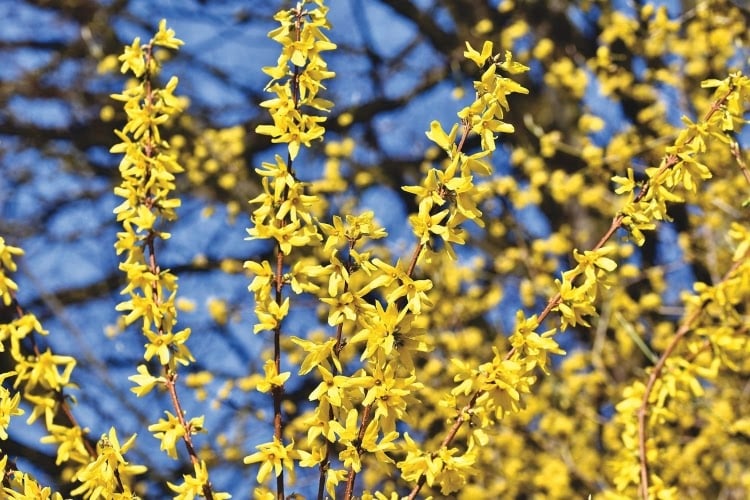 yellow forsythia blooms