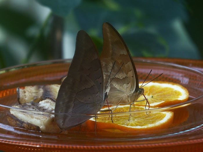 Butterflies feeding on orange slices