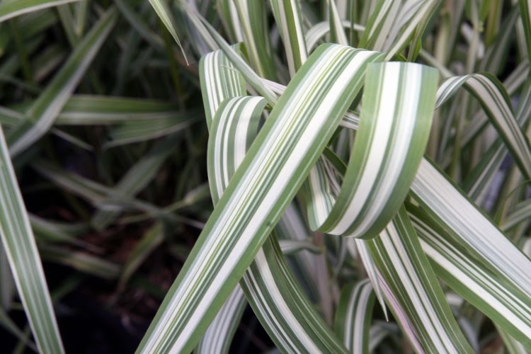 stalks of ribbon grass