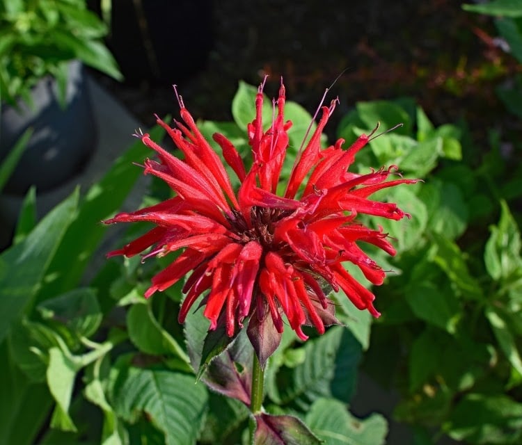 red bee balm bloom