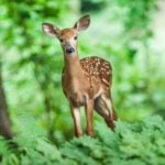 16 Deer-Resistant Plants and Trees to Grow in Rochester