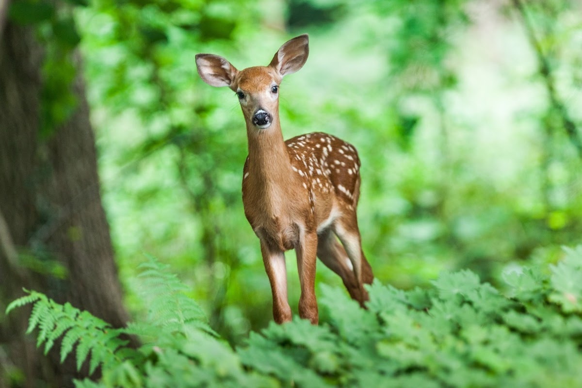 spotted doe standing in a forest surrounded by greenery