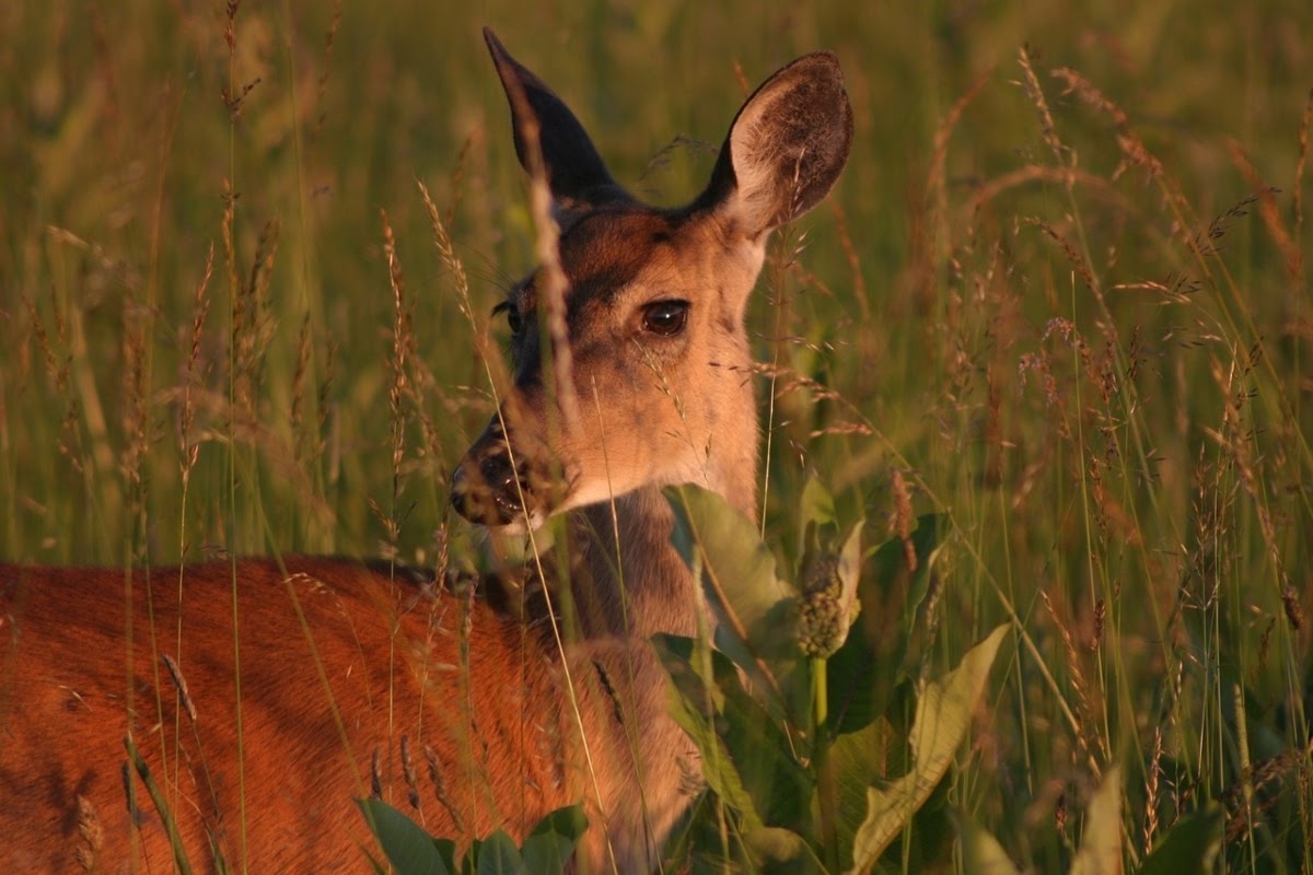 white-tailed deer in field