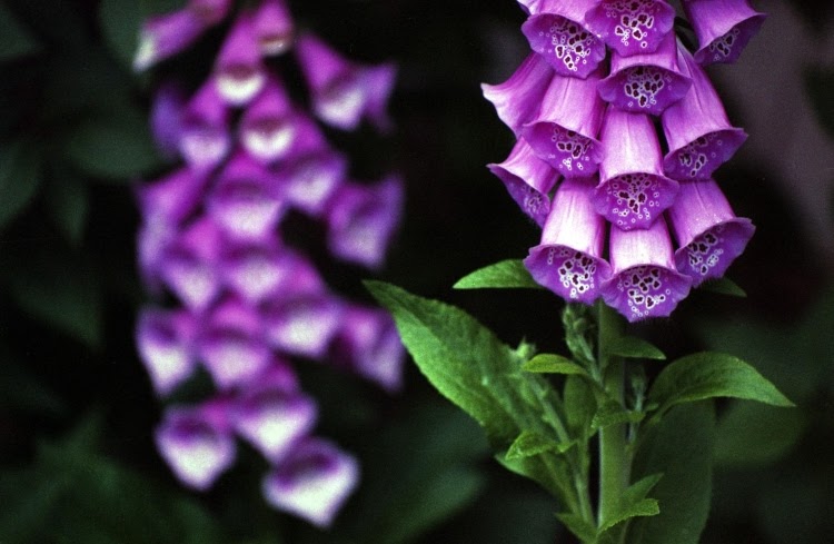 clusters of purple foxglove blooms